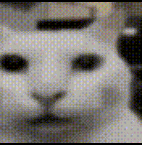 a black and white photo of a white cat 's face