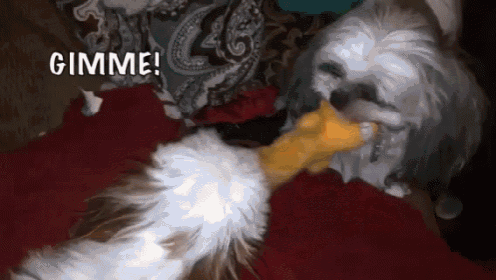Gimme GIF - Dogs Pull Toy GIFs