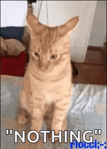 a cat is sitting on a bed and looking at the camera .