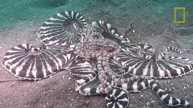 Mating Octopuses101 GIF - Mating Octopuses101 Octopus GIFs