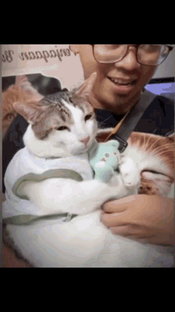 a man wearing glasses is holding a cat in his arms and the cat is wearing a teddy bear shirt