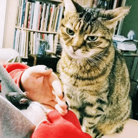 a cat is sitting on a person 's lap and looking at the camera while a person holds a mouse .
