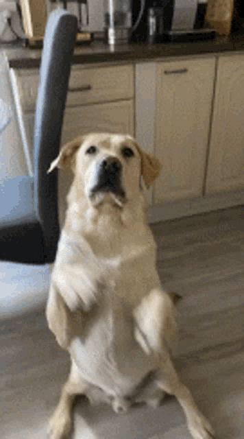 a dog is sitting on its hind legs in front of a chair in a kitchen