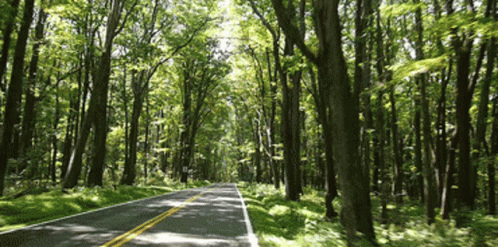 Tree Road GIF