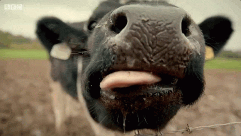 Lick Tongue GIF - Lick Tongue Cow GIFs