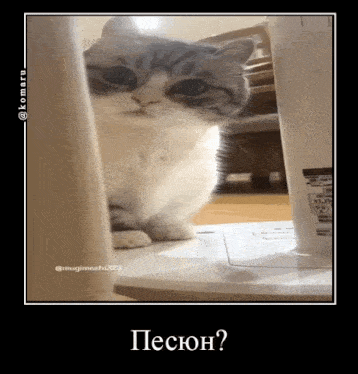 a cat is peeking out from behind a white container and the caption says " песон "