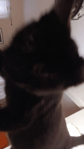 a close up of a black cat 's head with a white background
