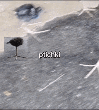 a bird with a long leg is standing on a gray surface .