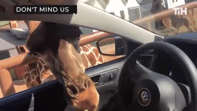 Dont Mind Us Giraffe GIF - Dont Mind Us Giraffe Eating GIFs
