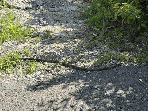 a snake is crawling along a gravel path