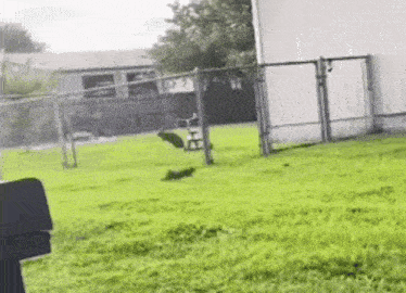 a dog is running through a grassy field next to a chain link fence