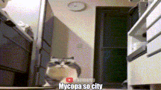 a cat is standing in a room with the words mycopa so city written on the bottom