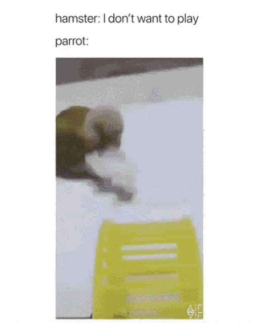 Hamster Parrot GIF