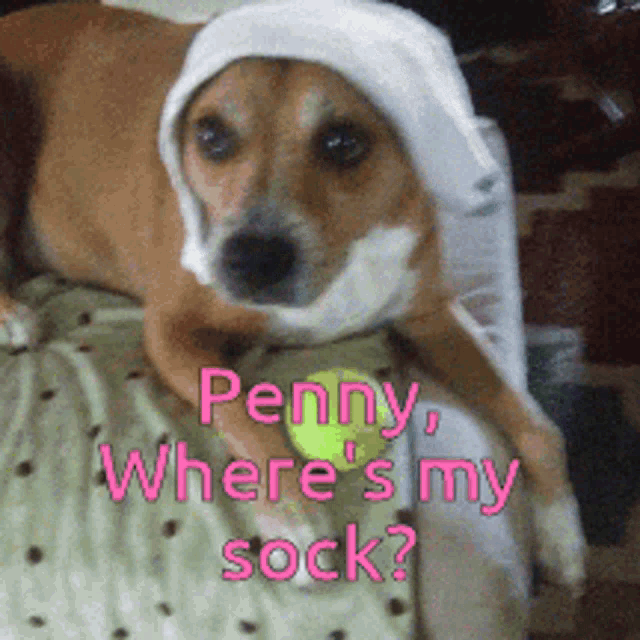 Penny Whetes My Sock GIF - Penny Whetes My Sock Cute GIFs