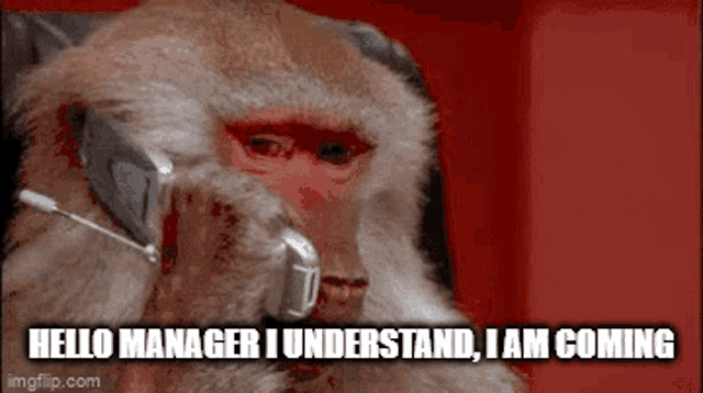 Manager Monkey Coming GIF - Manager Monkey Coming GIFs