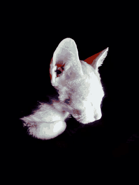 a close up of a cat 's ear against a black background