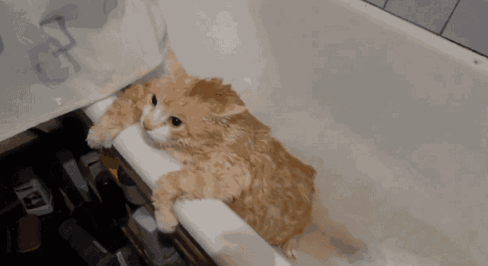 Can'T Even GIF - Cats Igiveup Tub GIFs