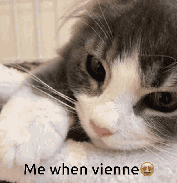 Cat Vienne GIF - Cat Vienne Fern GIFs