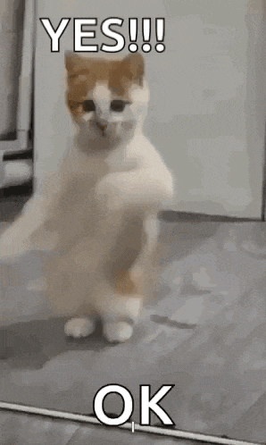 a cat is standing on its hind legs and says `` yes ! ''