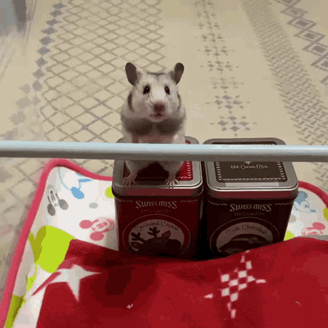 Hamster Fail GIF - Hamster Fail GIFs