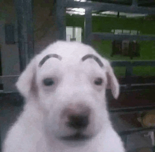a white puppy with a fake eyebrow on its face .