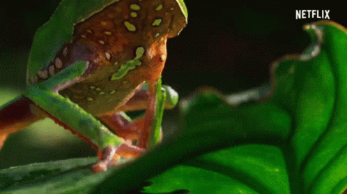 Frog Wild Frog GIF - Frog Wild Frog Green Frog GIFs