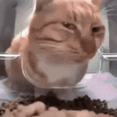a close up of a cat eating food from a glass bowl .
