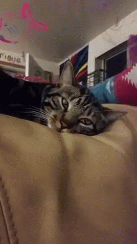 Surprise Cat GIF - Surprise Cat Lay GIFs