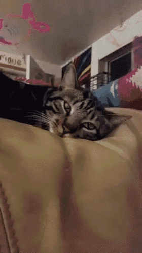 a cat laying on a couch in front of a sign that says ' rioja ' on it
