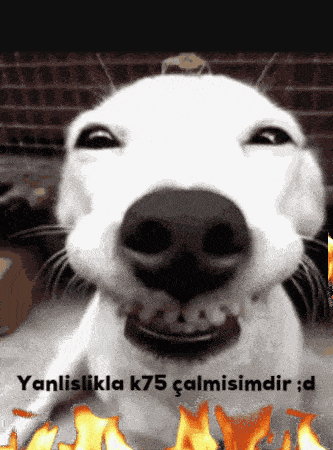 a picture of a white dog with a caption that says yanlislikla k75 calmisimdir d