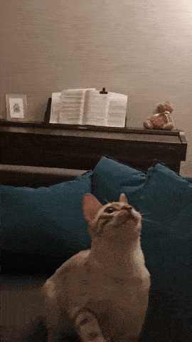 a cat sitting on a couch next to a piano