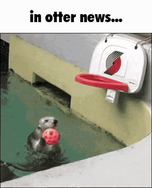 an otter is holding a ball in a pool with a basketball hoop attached to it