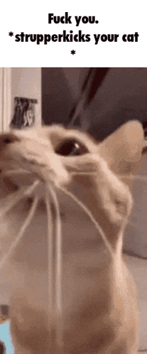 a close up of a cat with the words fuck you stripperkicks your cat
