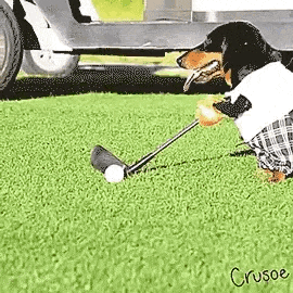 a dachshund is holding a golf club and a golf ball .