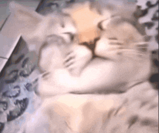 a close up of a cat 's face with its eyes closed