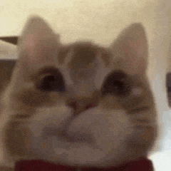 a cat wearing a red bow tie is looking at the camera .