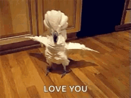 a white cockatoo is standing on a wooden floor with its wings outstretched .