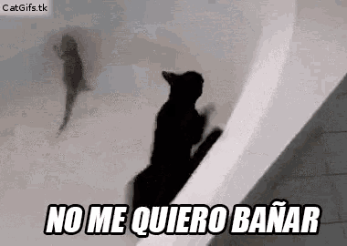 a cat is standing in a bathtub with the words `` no me quiero bañar '' written on it .