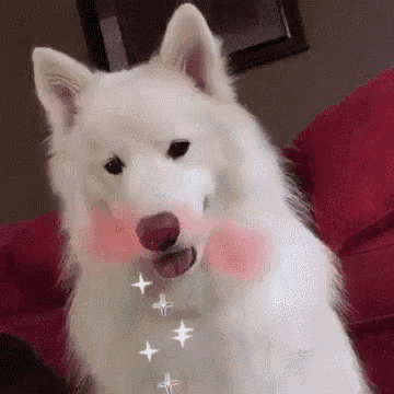 a white dog is sitting on a red couch with its tongue out and pink cheeks .