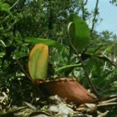 Nepenthes Pitcher Plant GIF - Nepenthes Pitcher Plant Rajah GIFs