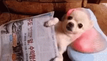 Chill Out Spa Say GIF - Chill Out Spa Say Dog GIFs
