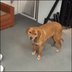 Dogs Playing GIF - Dogs Playing Tired GIFs