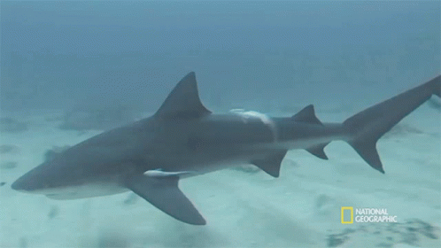 Shark Swimming Seagrass And The Ecosystem GIF - Shark Swimming Seagrass And The Ecosystem When Sharks Attack GIFs