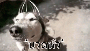 นวดหัว นวดขมับ หมา GIF - Head Massage Head Rub Dog GIFs