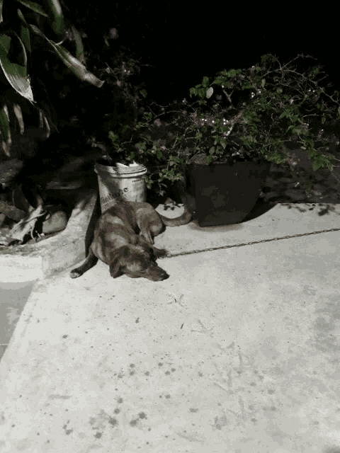 a dog is laying on the ground next to a bucket that says " peace "