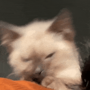 a close up of a cat sleeping on a couch .