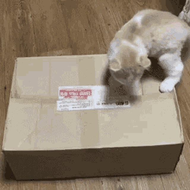 Cat Box GIF - Cat Box Taking GIFs