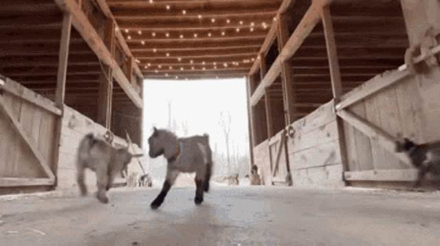 a group of goats are playing in a barn with lights on the ceiling