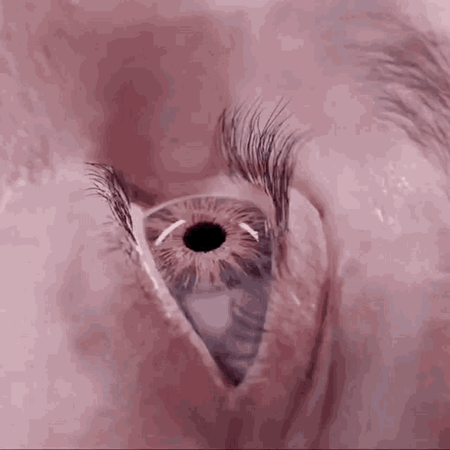 глаз паук GIF - глаз паук GIFs