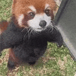 a red panda is standing on its hind legs next to a black cat .